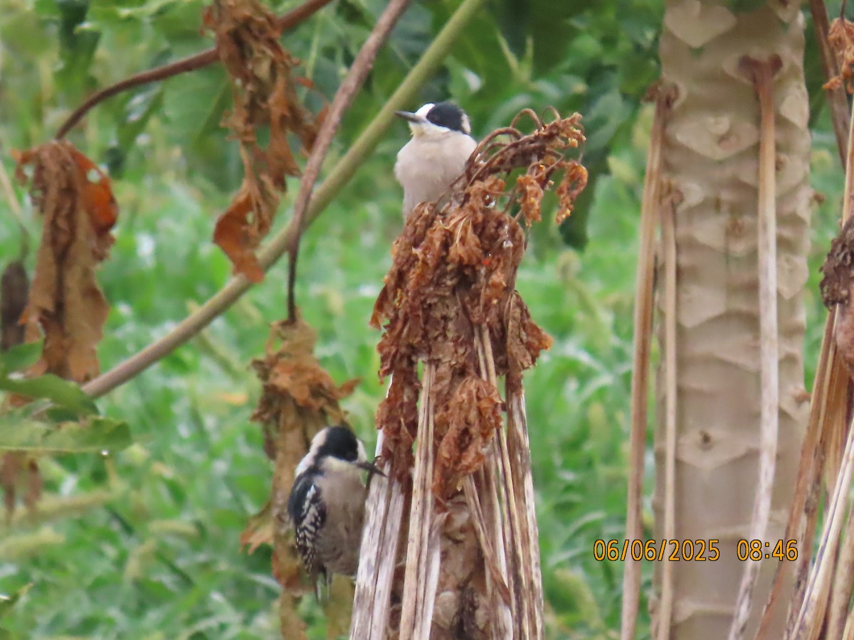 White-fronted Woodpecker - ML637922327
