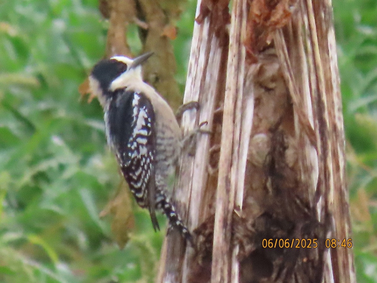 White-fronted Woodpecker - ML637922342