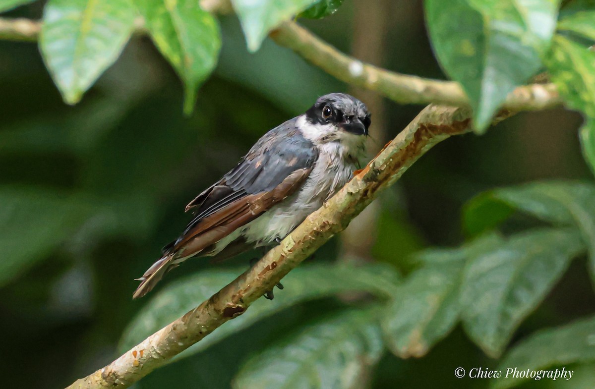 Large Woodshrike - ML637922352