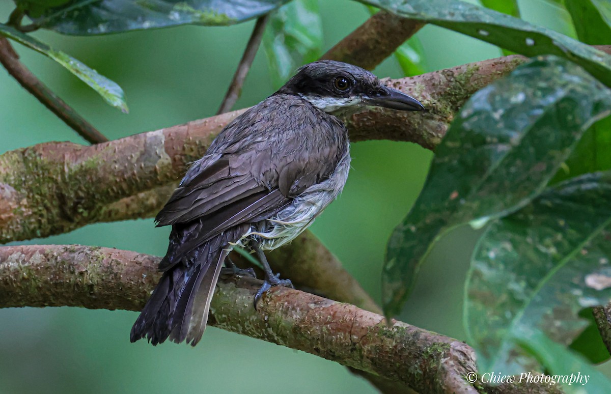 Large Woodshrike - ML637922353