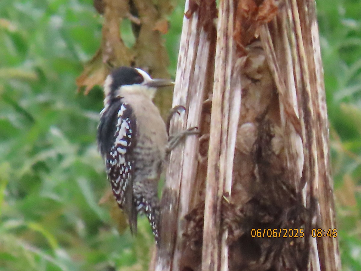 White-fronted Woodpecker - ML637922355