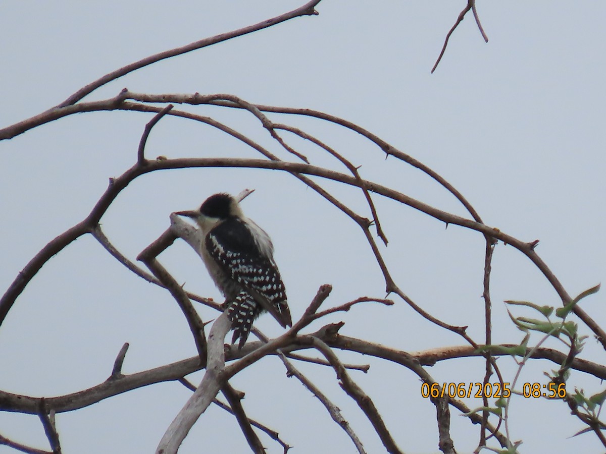 White-fronted Woodpecker - ML637922361