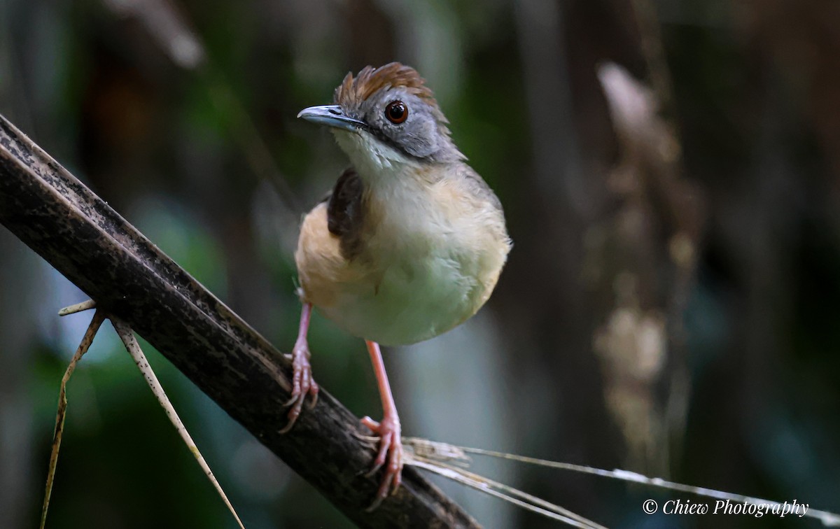 Short-tailed Babbler - ML637922368