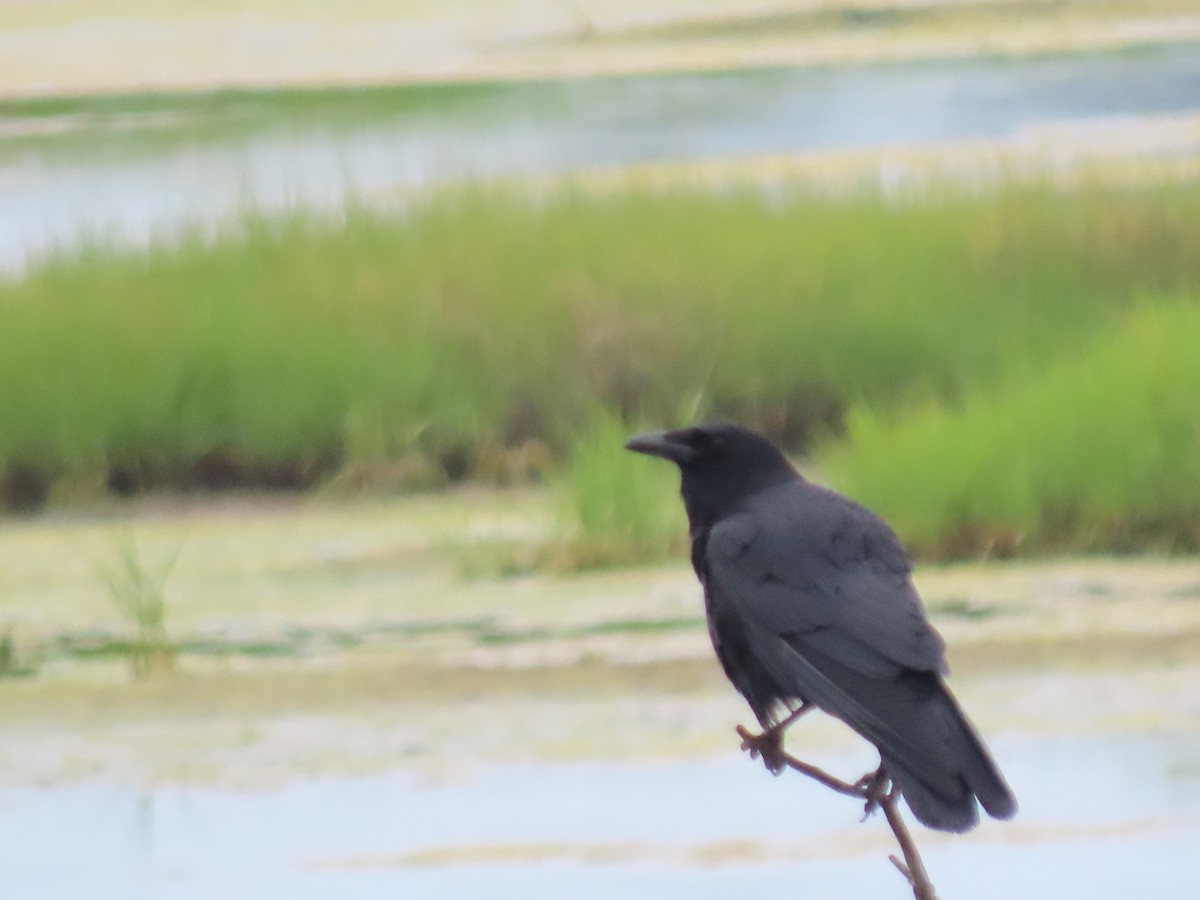 American Crow - ML637922374