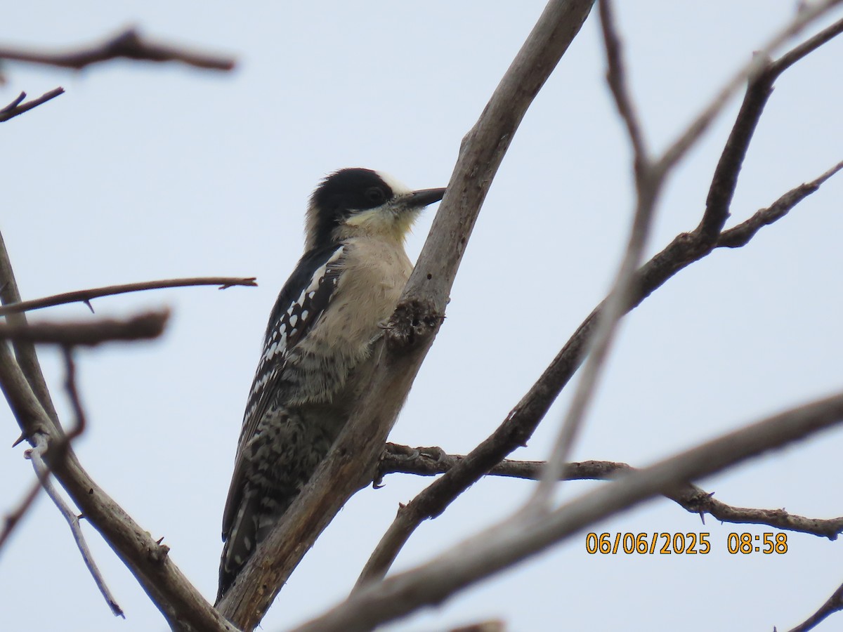 White-fronted Woodpecker - ML637922378