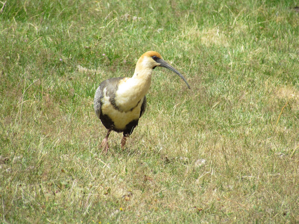 ibis laločnatý - ML637922385