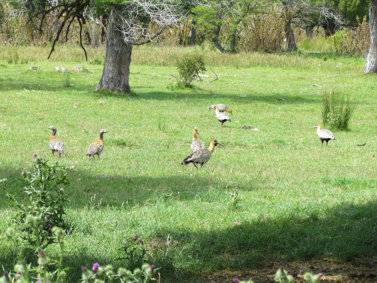 ibis laločnatý - ML637922418