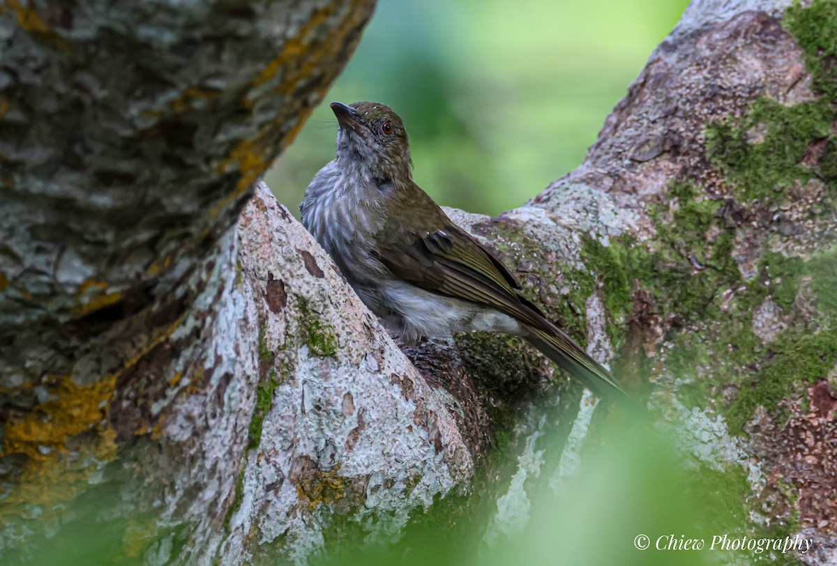 Streaked Bulbul - ML637922421