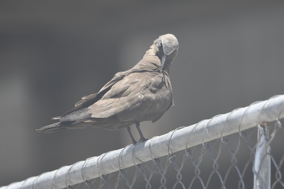 Brown Noddy - ML637922430