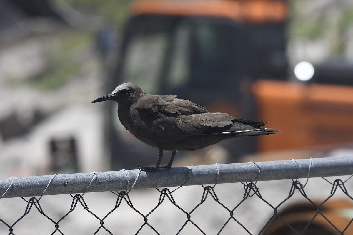Brown Noddy - ML637922450