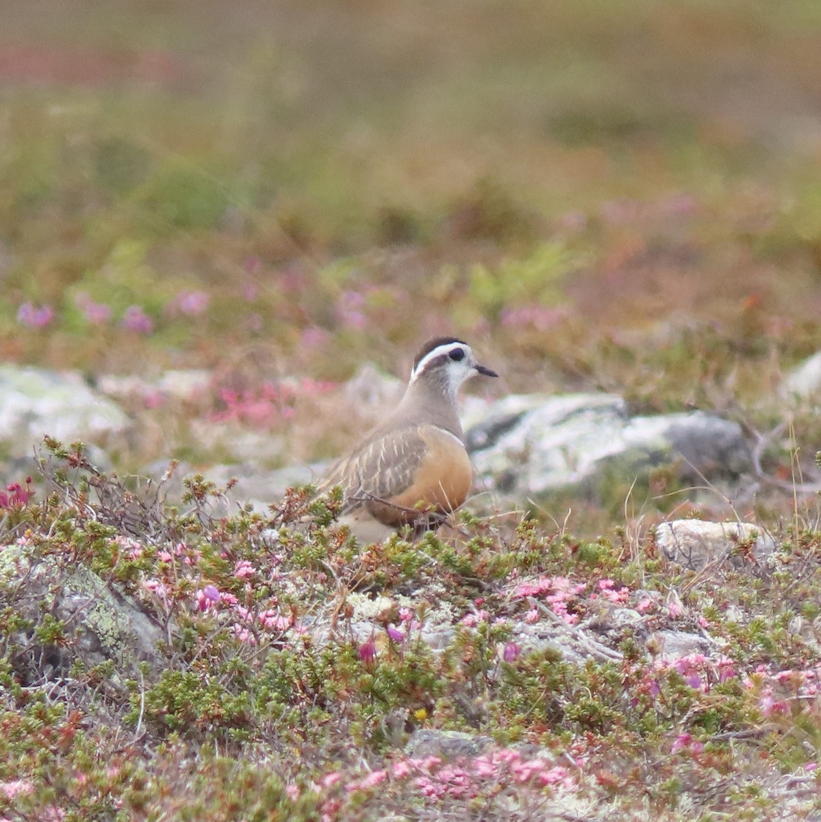 Eurasian Dotterel - ML637922454