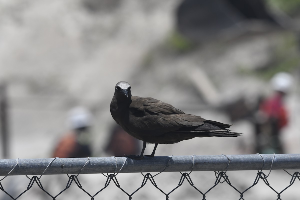Brown Noddy - ML637922478