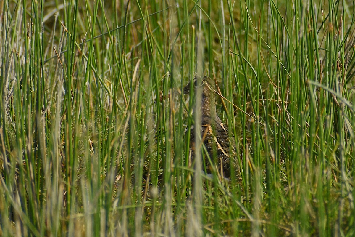 Greater Painted-Snipe - ML637922520