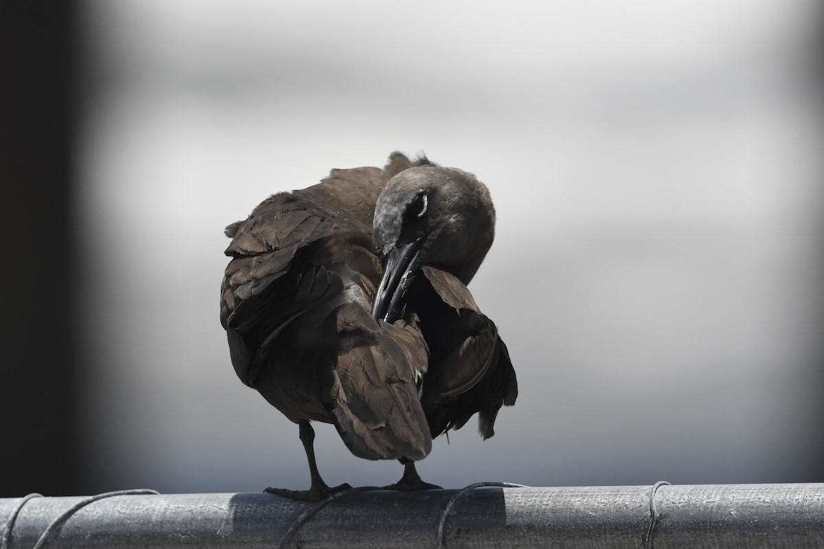 Brown Noddy - ML637922523