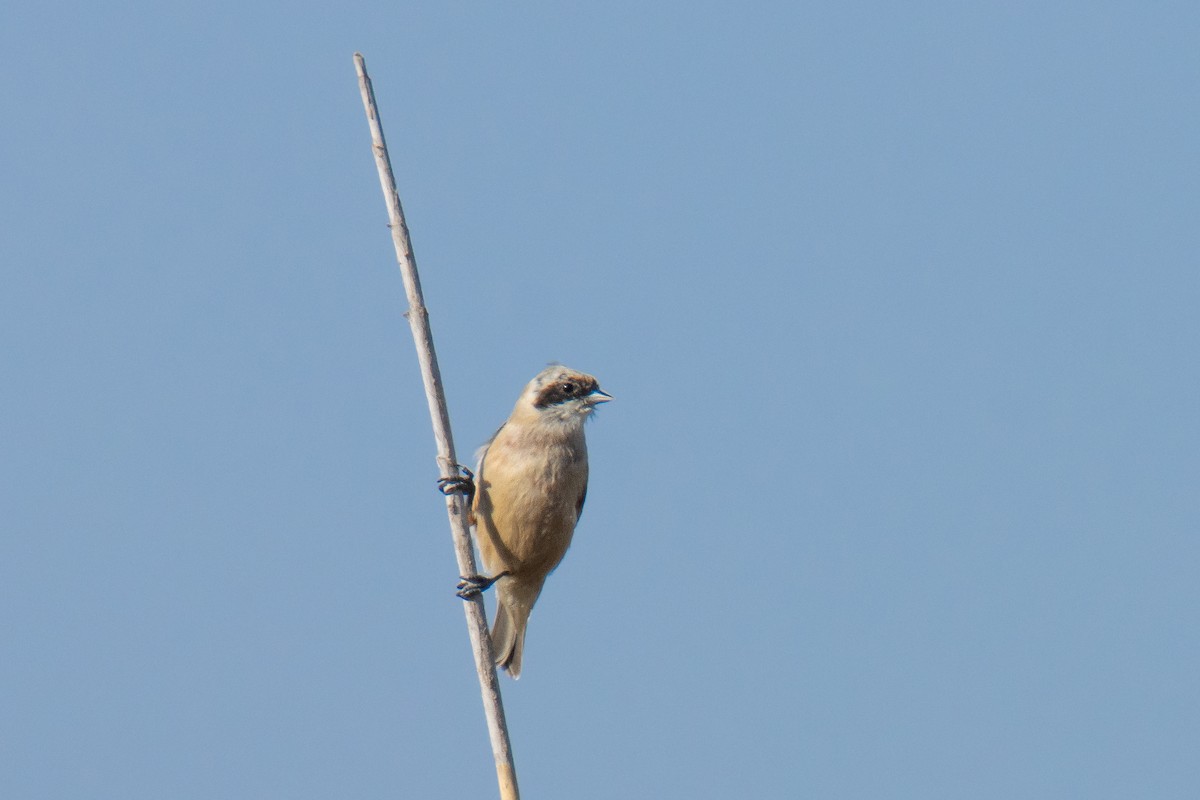 Eurasian Penduline-Tit - ML637922528