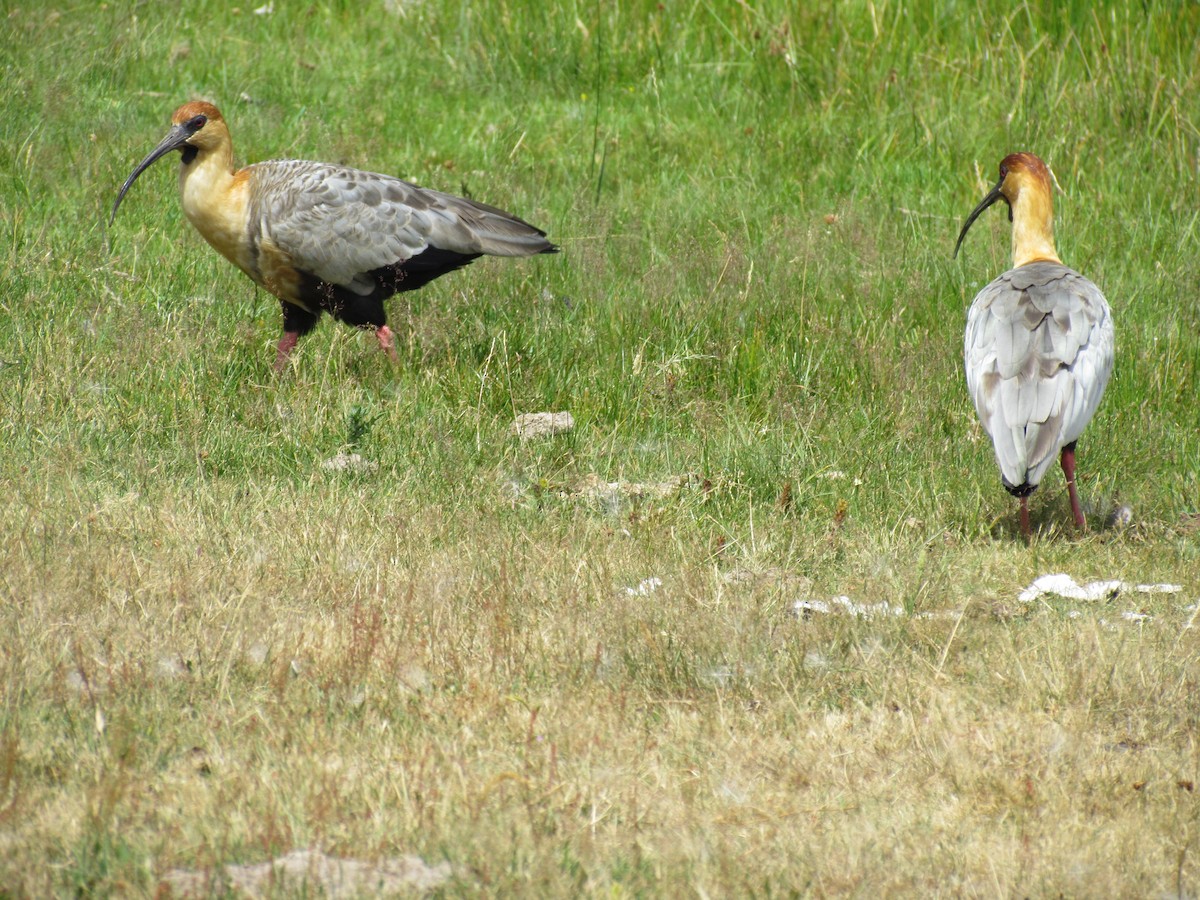 ibis laločnatý - ML637922529