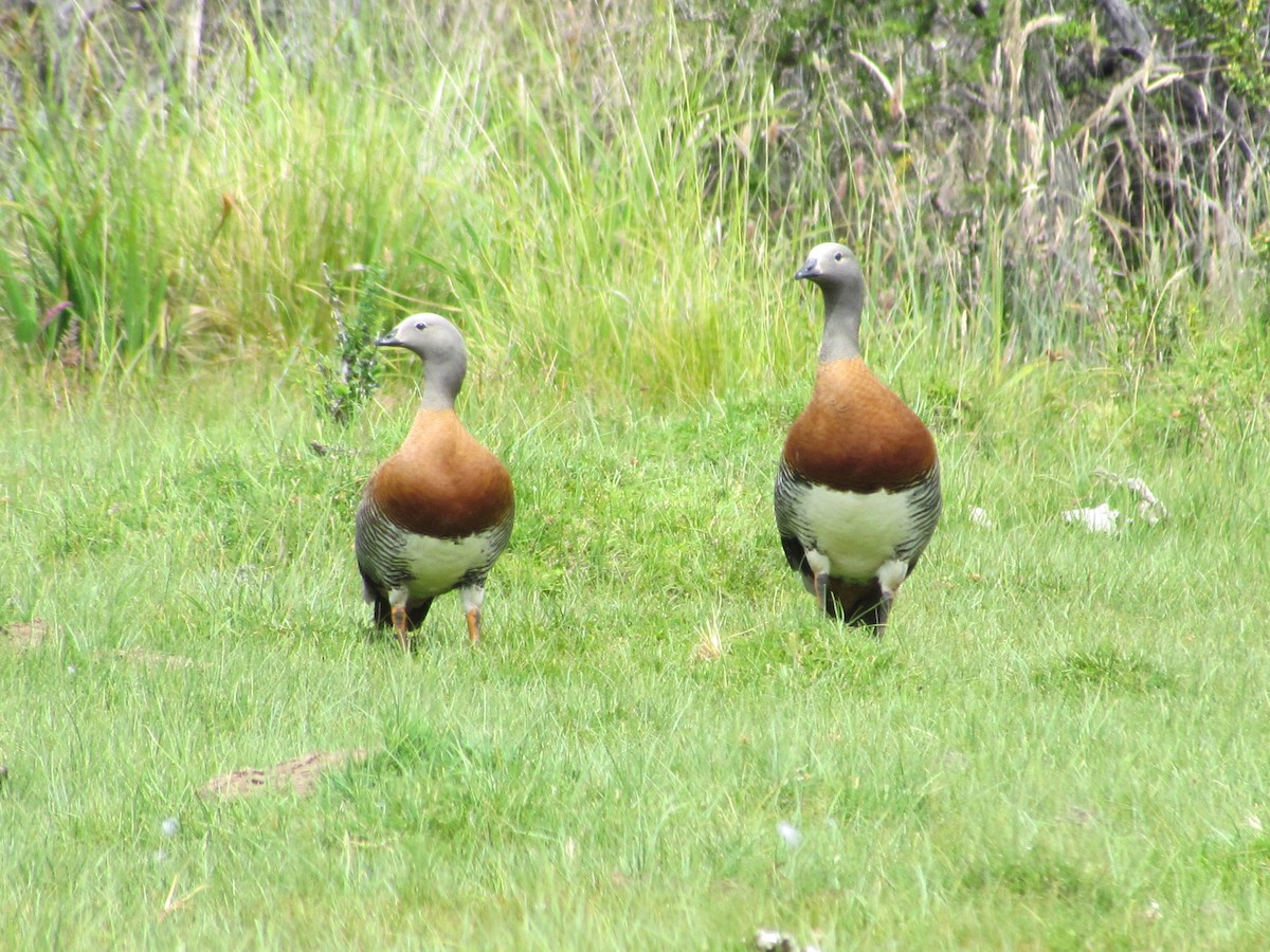 Ashy-headed Goose - ML637922565