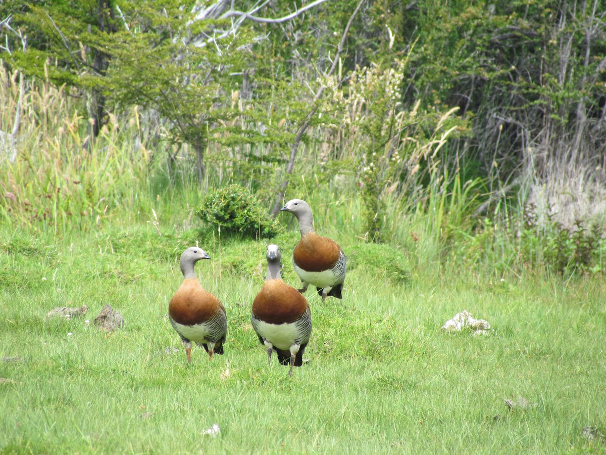 Ashy-headed Goose - ML637922577