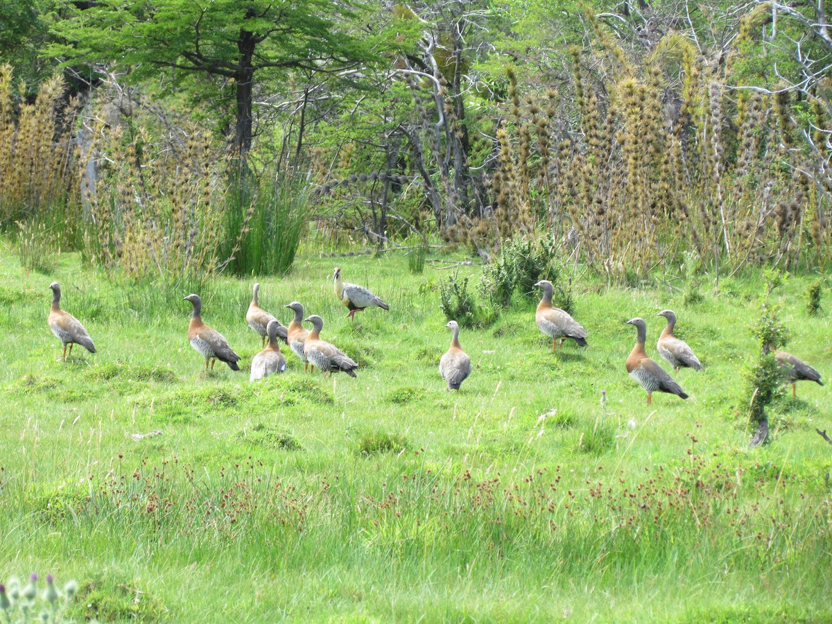 Ashy-headed Goose - ML637922614