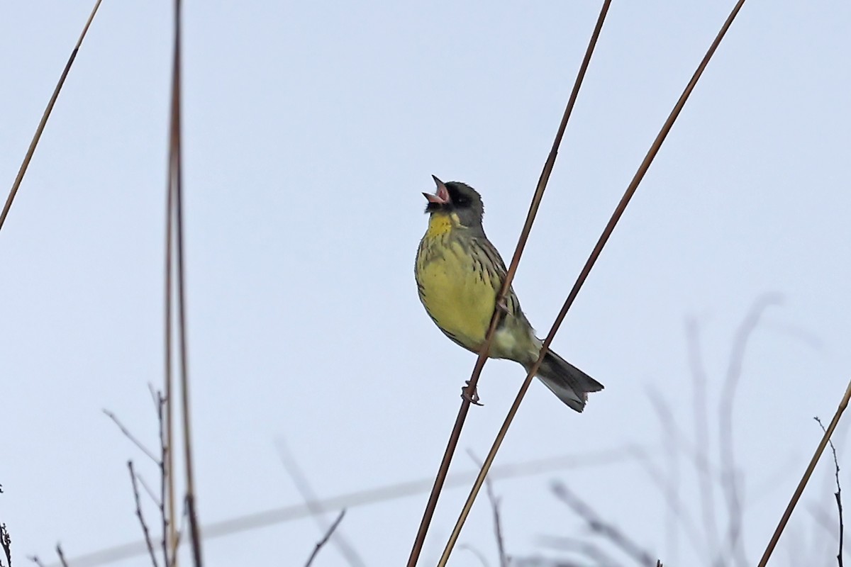 Masked Bunting - ML637922623