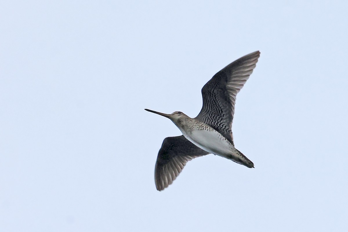 Latham's Snipe - ML637922626