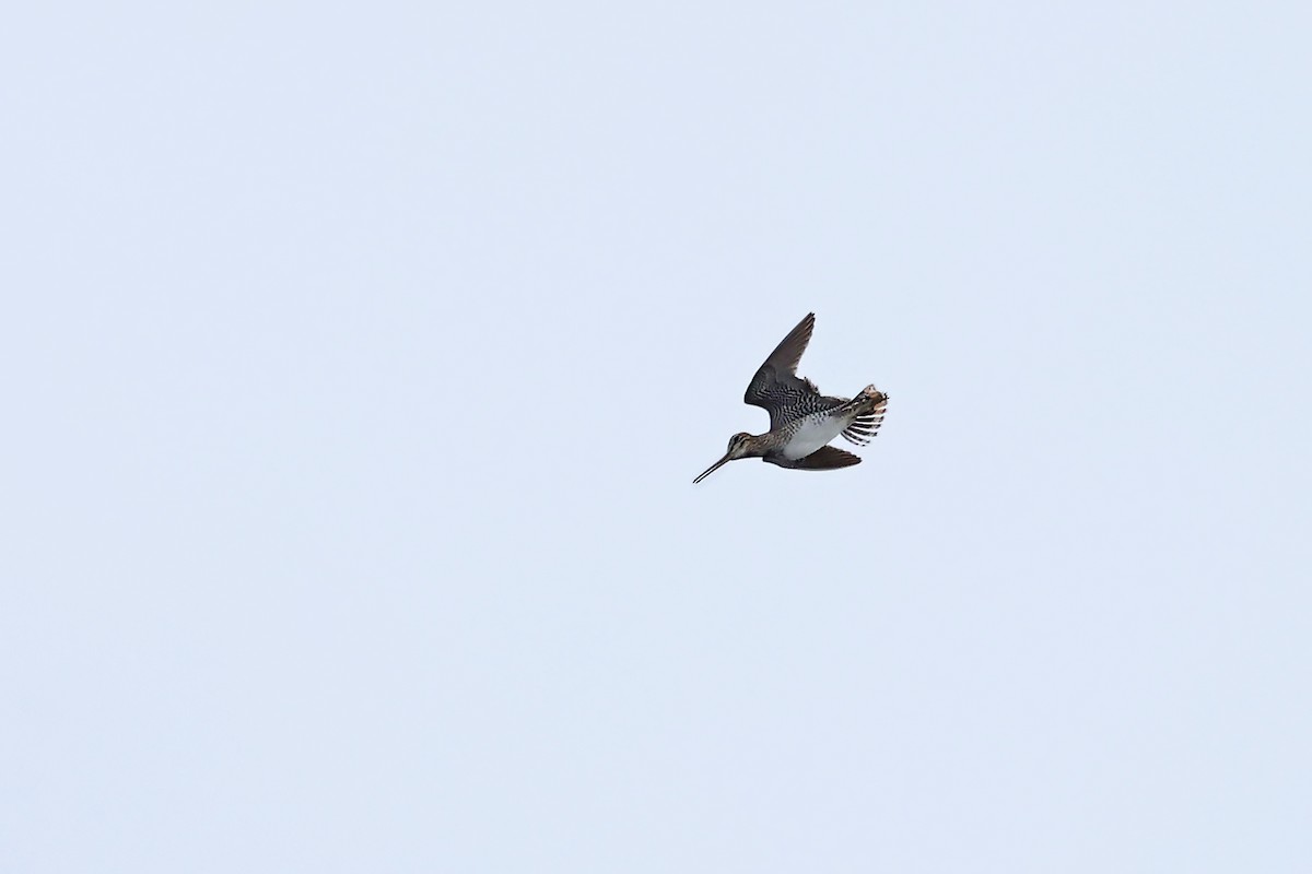 Latham's Snipe - ML637922627