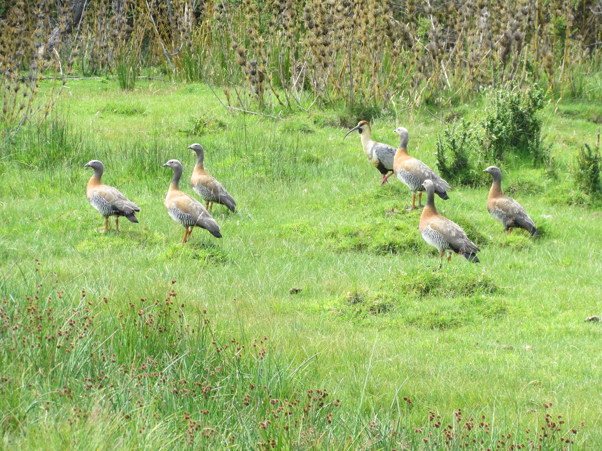 Ashy-headed Goose - ML637922628