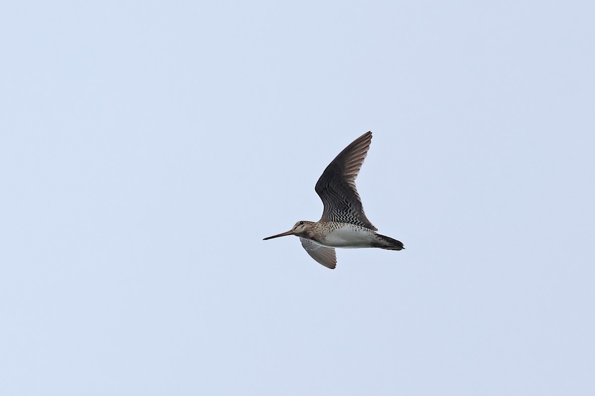 Latham's Snipe - ML637922630
