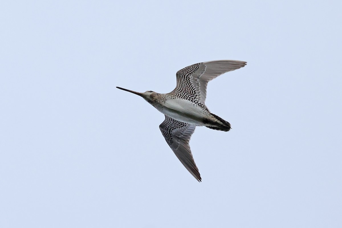 Latham's Snipe - ML637922635