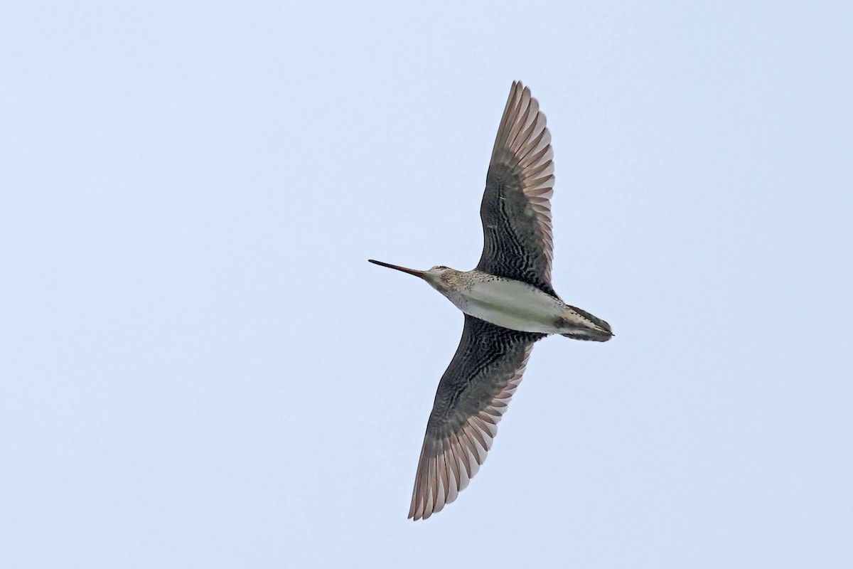 Latham's Snipe - ML637922638