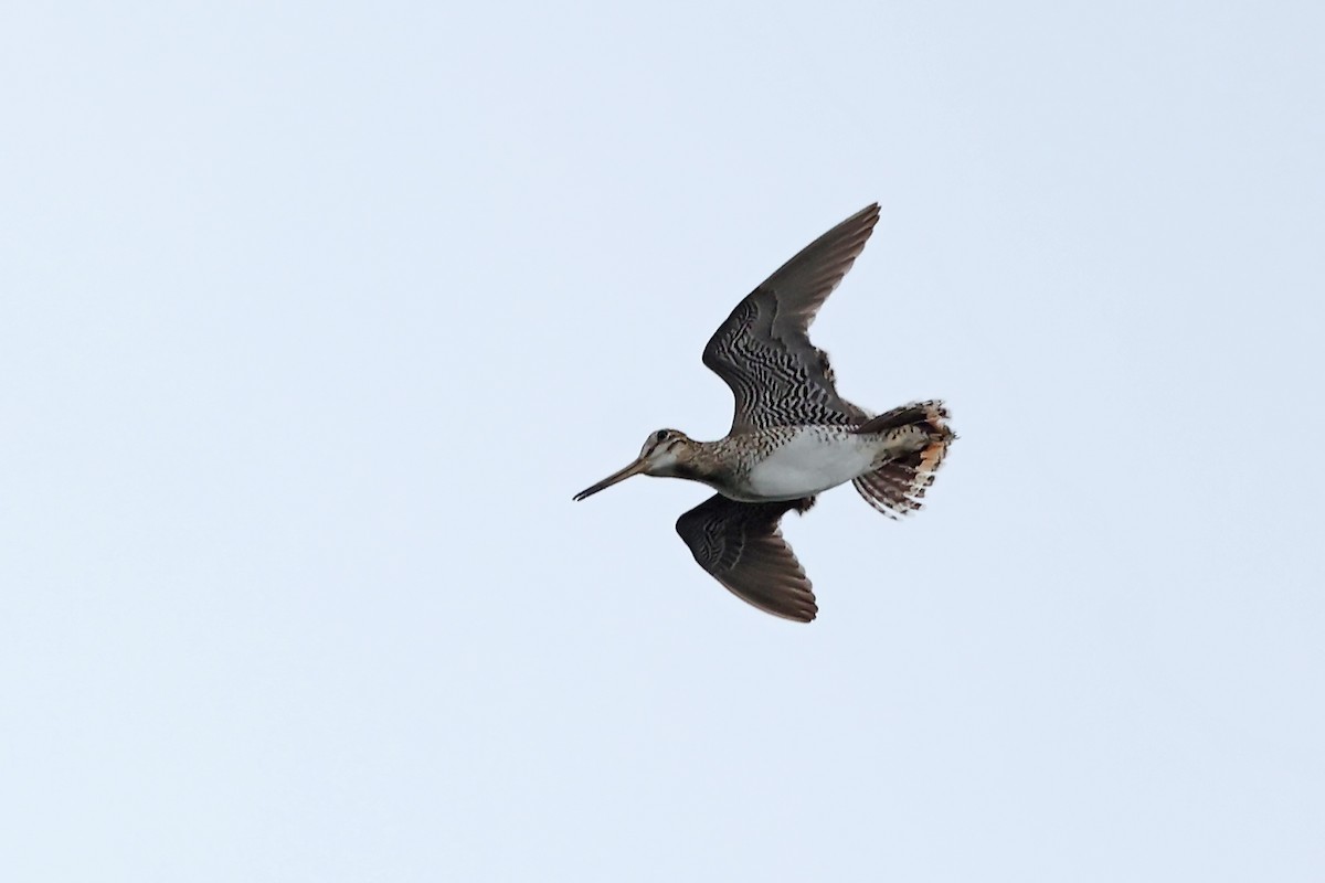Latham's Snipe - ML637922644