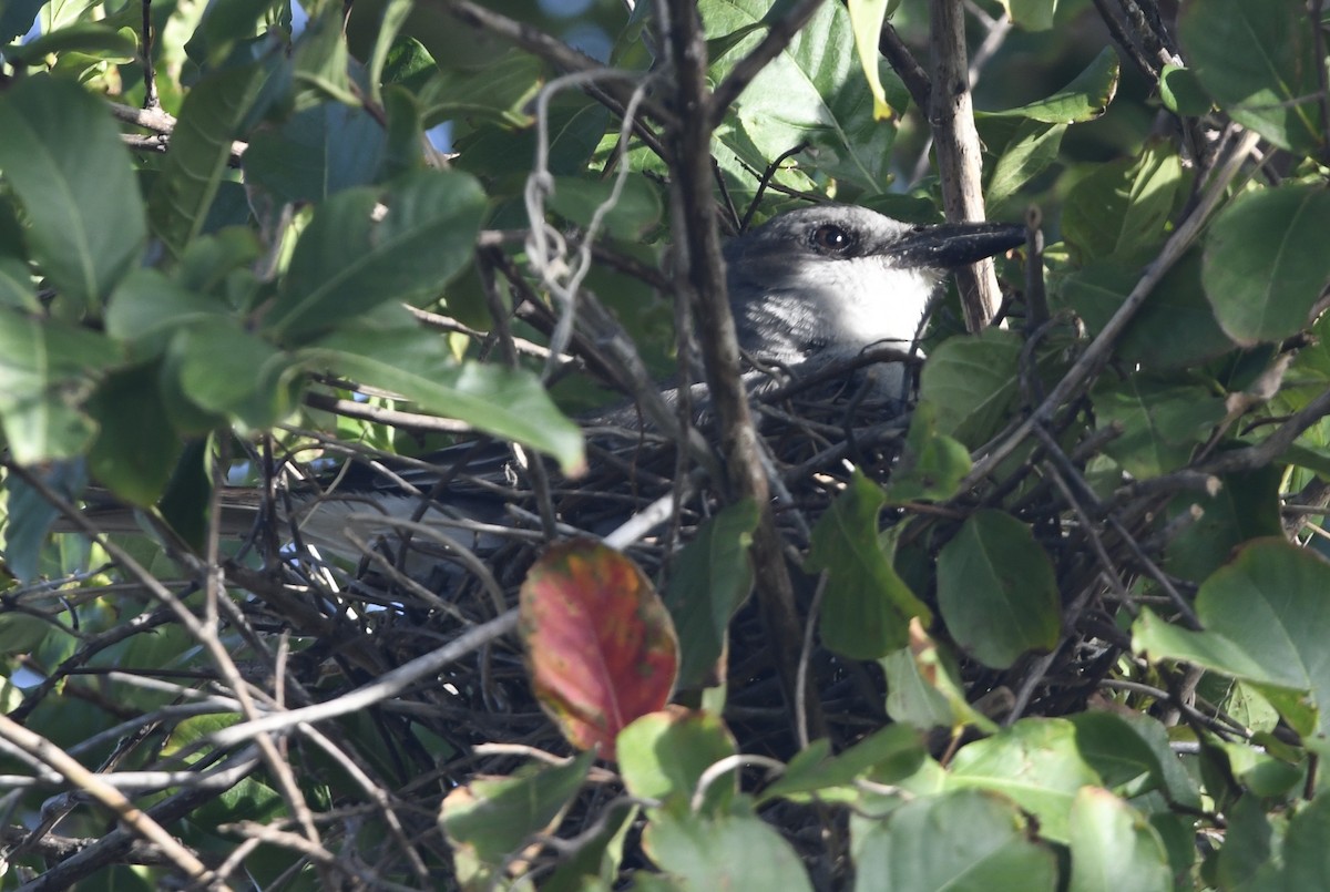 Gray Kingbird - ML637922656