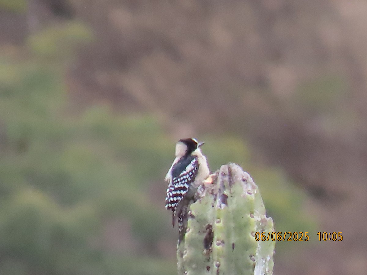 White-fronted Woodpecker - ML637922675
