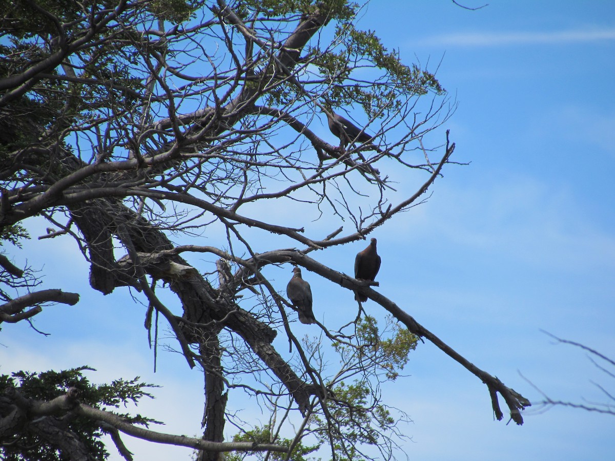 Chilean Pigeon - ML637922676