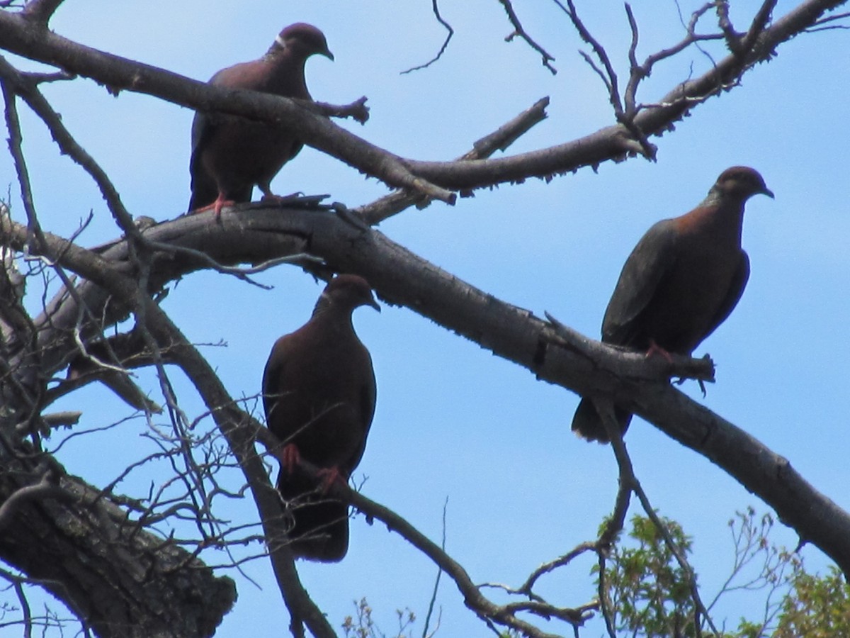 Chilean Pigeon - ML637922693