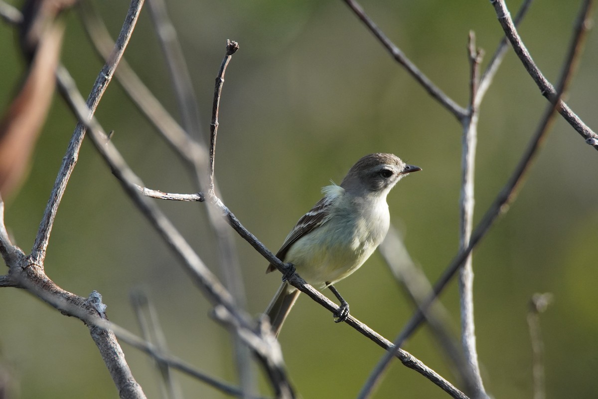 Graubraun-Kleintyrann - ML637922695