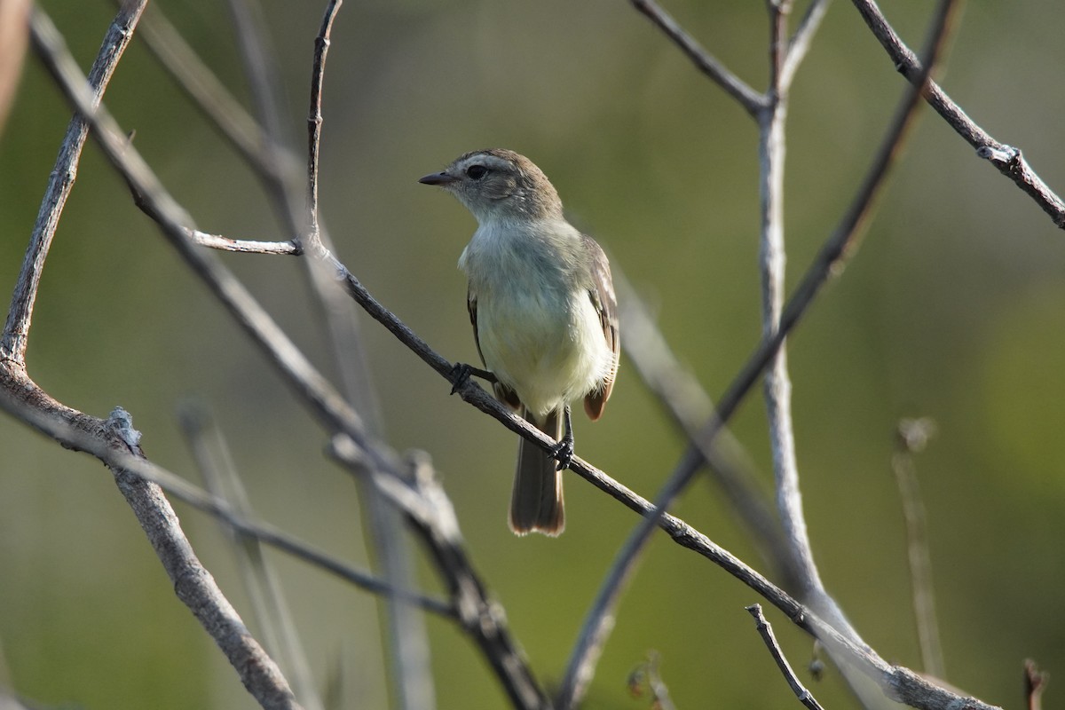 Graubraun-Kleintyrann - ML637922696