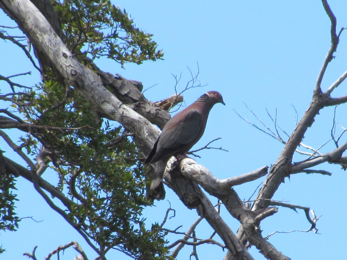 Chilean Pigeon - ML637922707