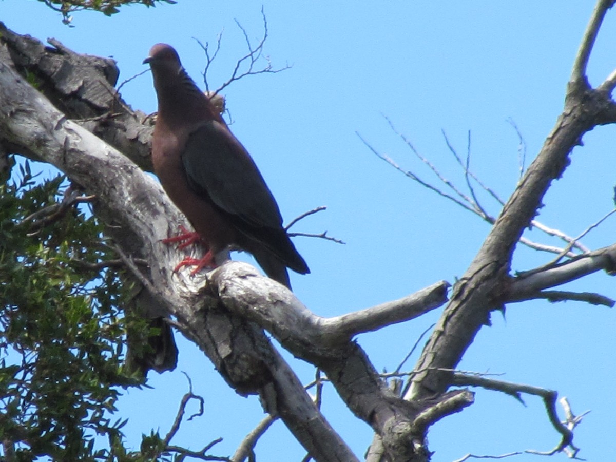 Chilean Pigeon - ML637922732
