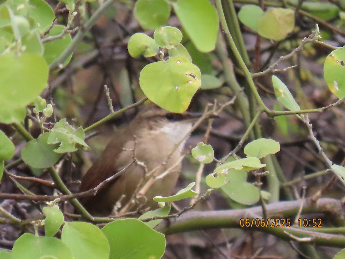 Bolivian Earthcreeper - ML637922734