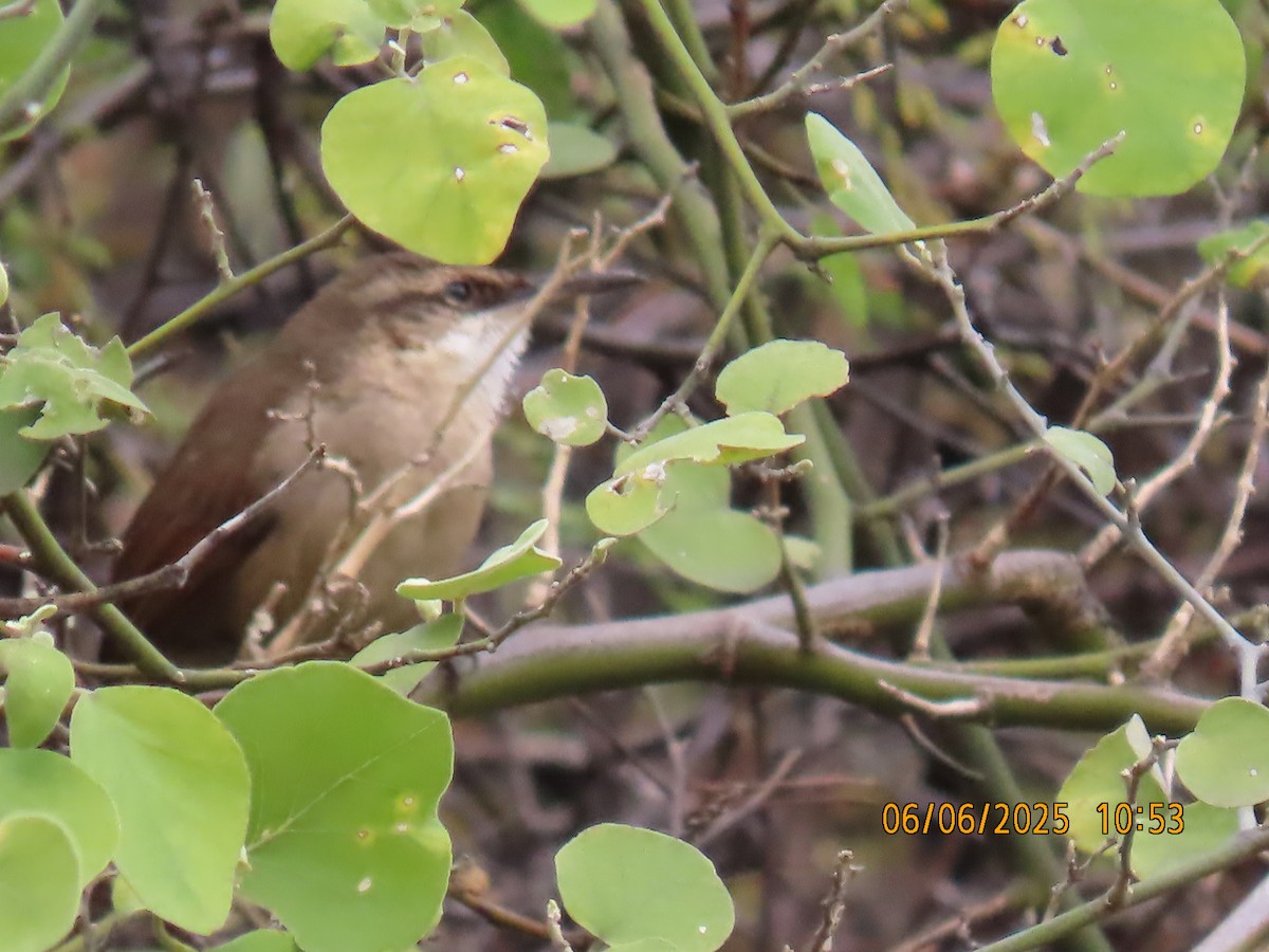 Bolivian Earthcreeper - ML637922748