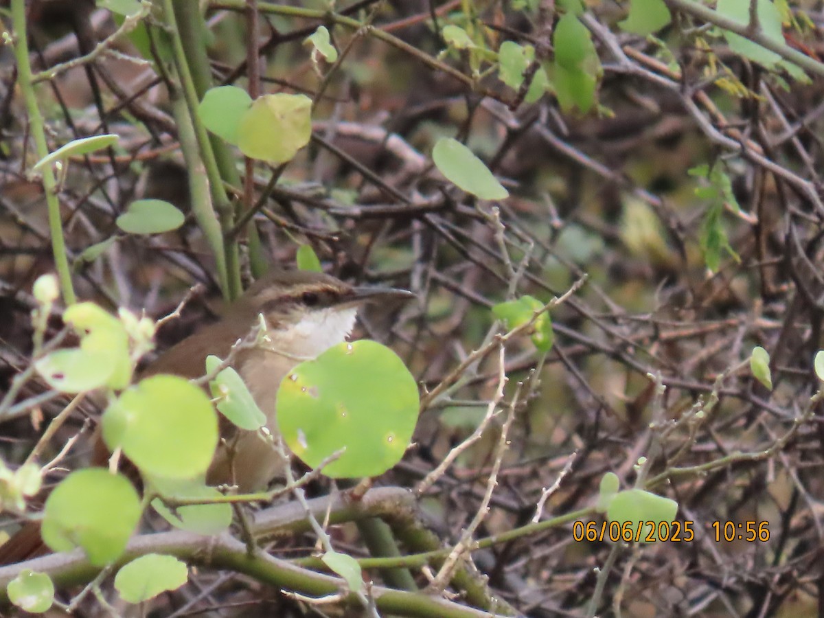 Bolivian Earthcreeper - ML637922756