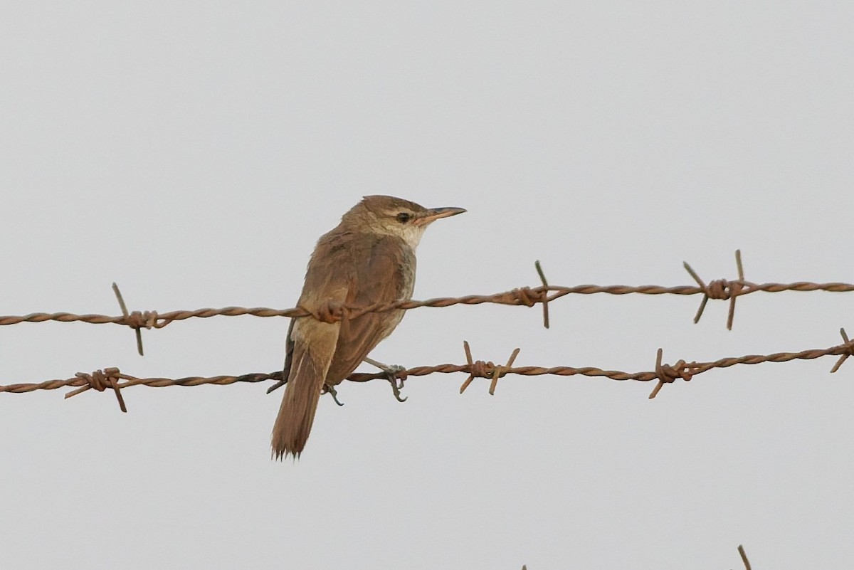 Clamorous Reed Warbler - ML637922762