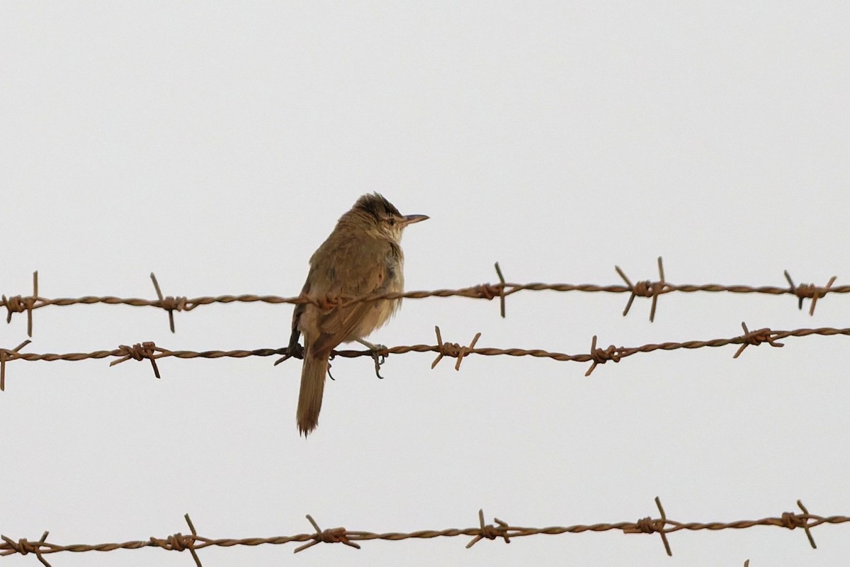 Clamorous Reed Warbler - ML637922763
