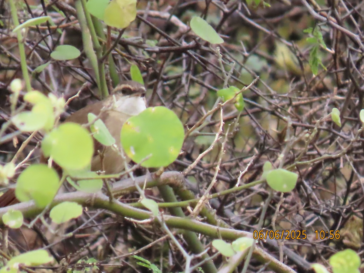 Bolivian Earthcreeper - ML637922771
