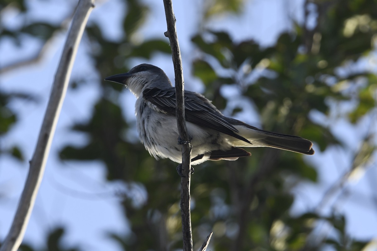 Gray Kingbird - ML637922773