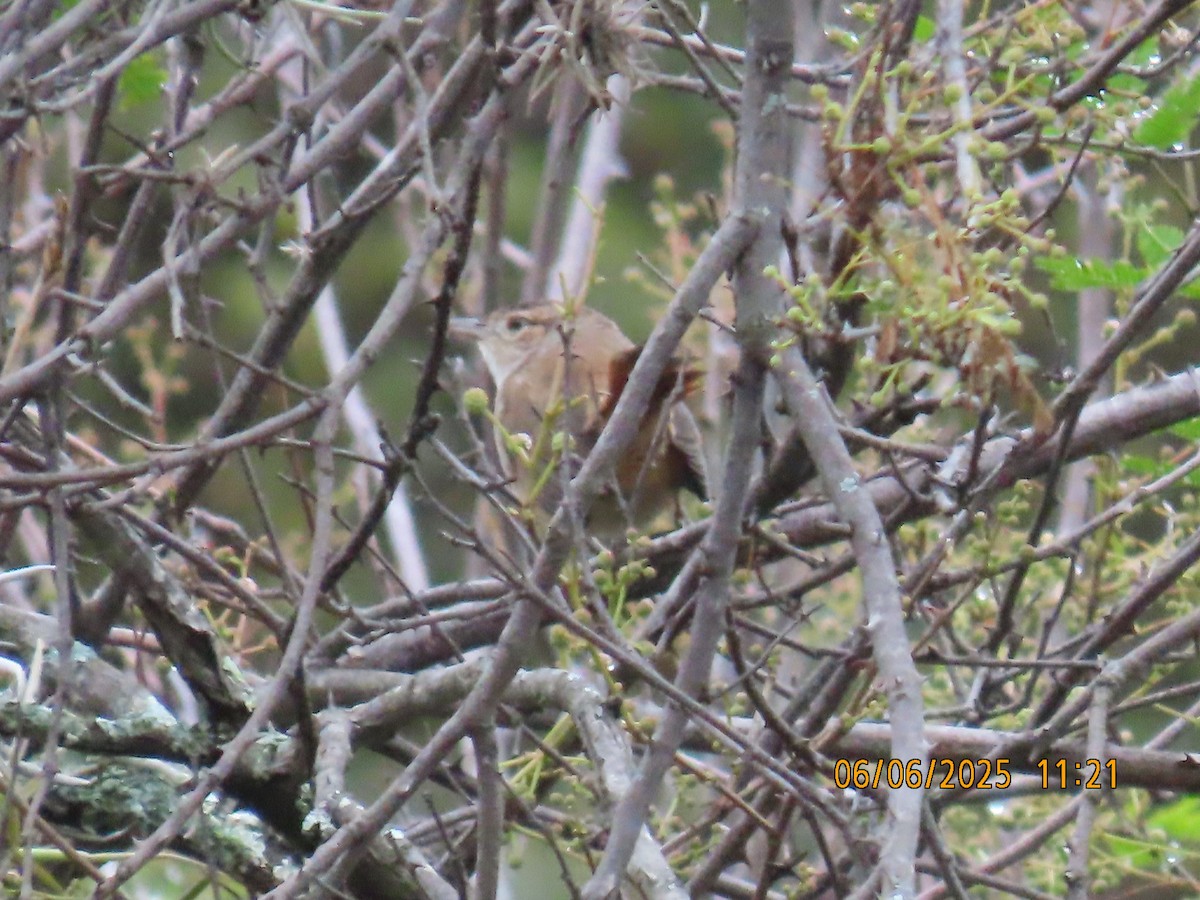 Streak-fronted Thornbird - ML637922794