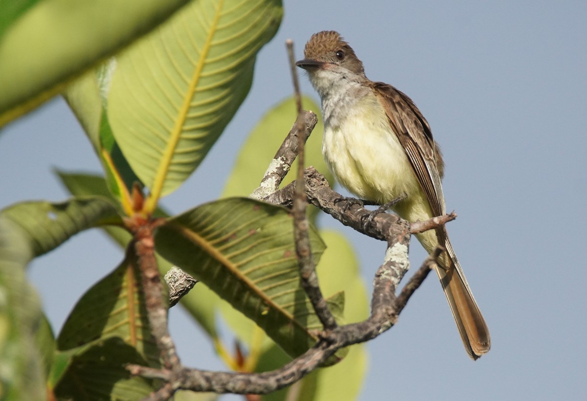 Kurzschopftyrann - ML637922807