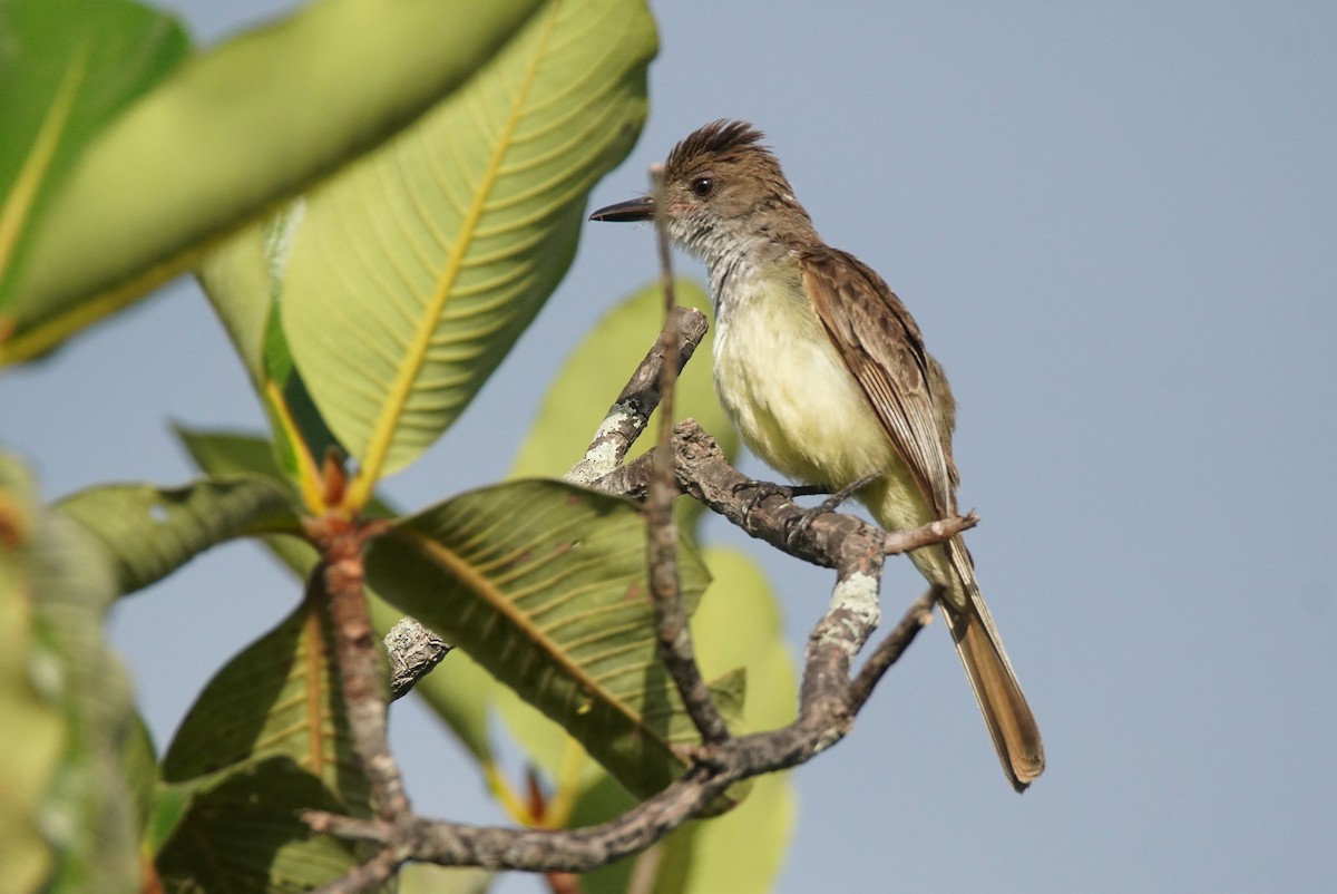 Kurzschopftyrann - ML637922808