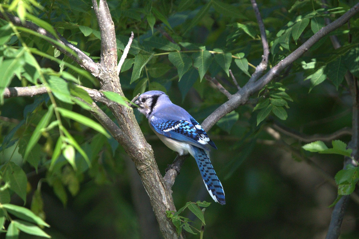 Blue Jay - ML637922902